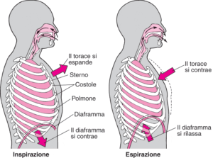 Movimento del diaframma nella respisrazione